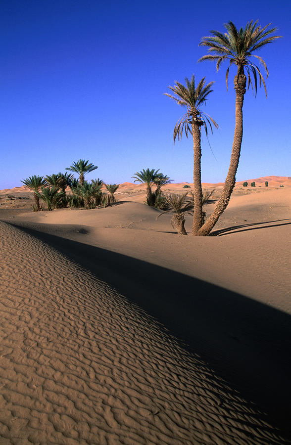 Palm Trees In The Desert Dunes, Erg Photograph by John Elk Iii