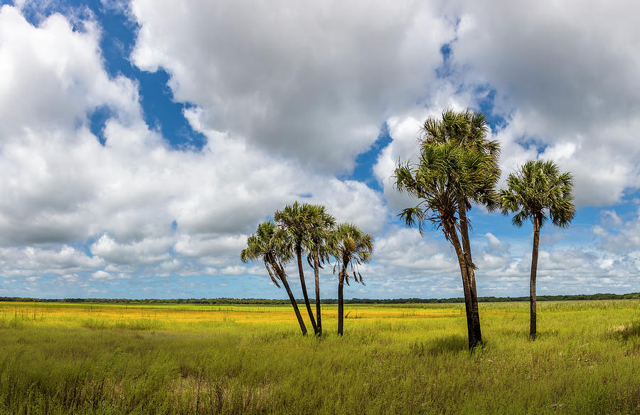 Palm Trees In The Field Of Coreopsis Photograph by Panoramic Images