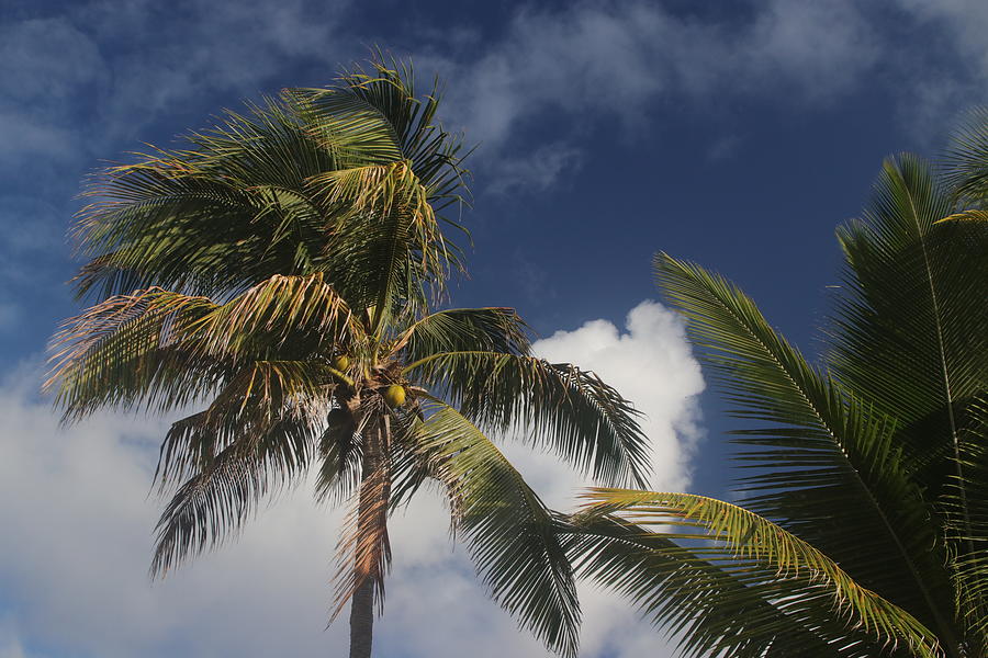 Coconut Photograph - Palm Trees by Joseph Siebert Coconut Photograph - Palm Trees by Joseph Siebert