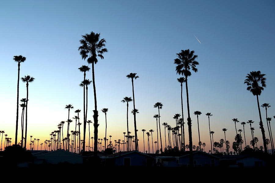 Palm Trees Photograph by Kevinjeon00
