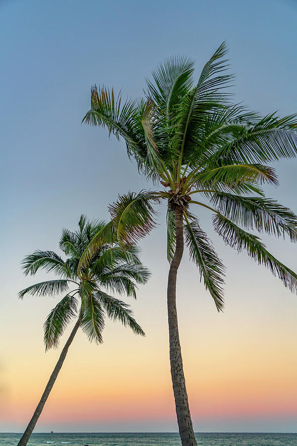 Palm Trees, Key West, Florida Digital Art by Laura Zeid