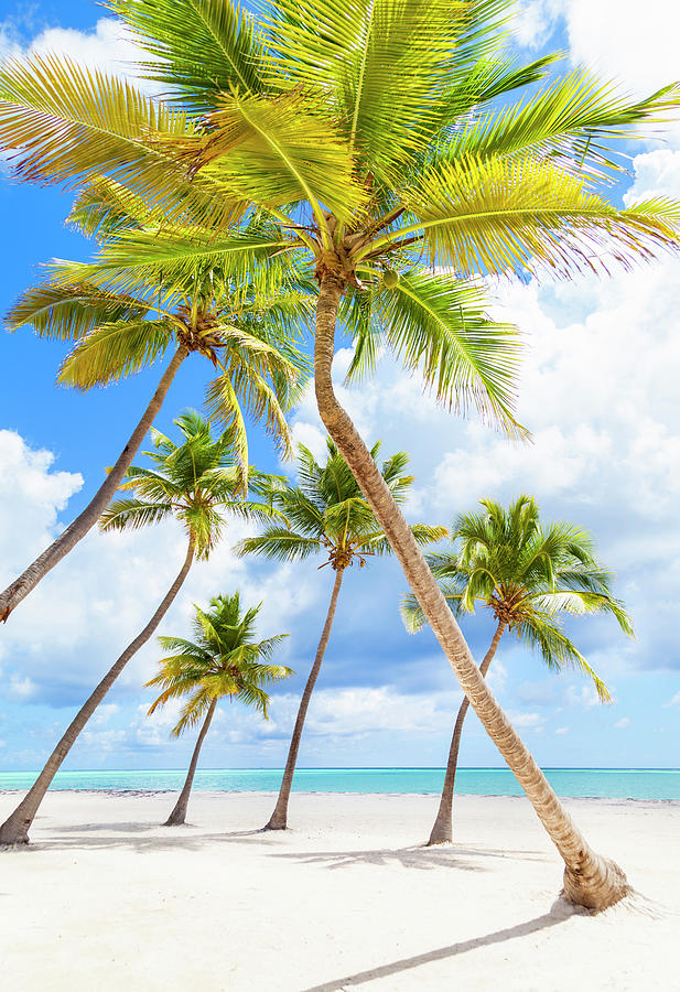 Palm Trees Leaning Toward Each Other On Beach, Dominican Republic, The ...