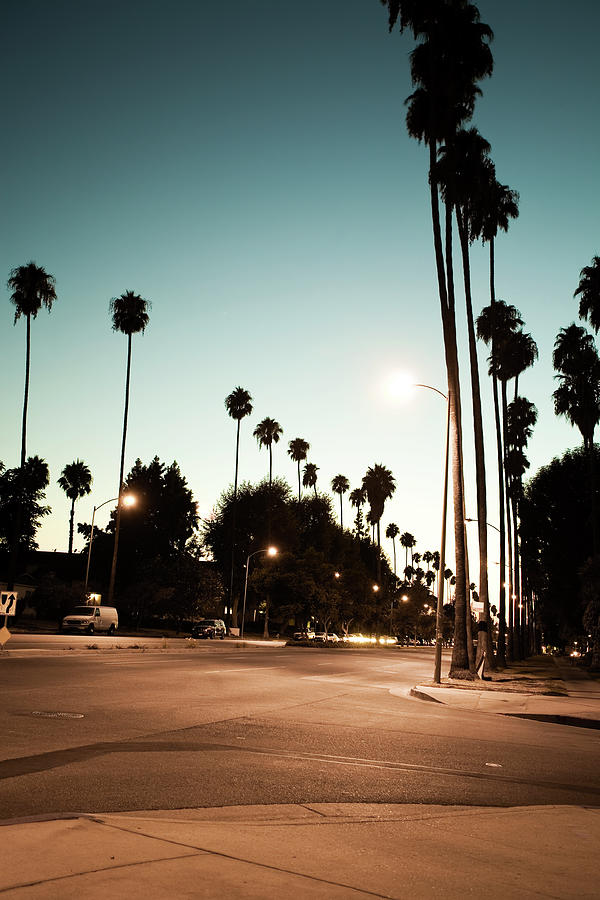 Palm Trees Lining A Los Angeles Street Photograph by Lpettet