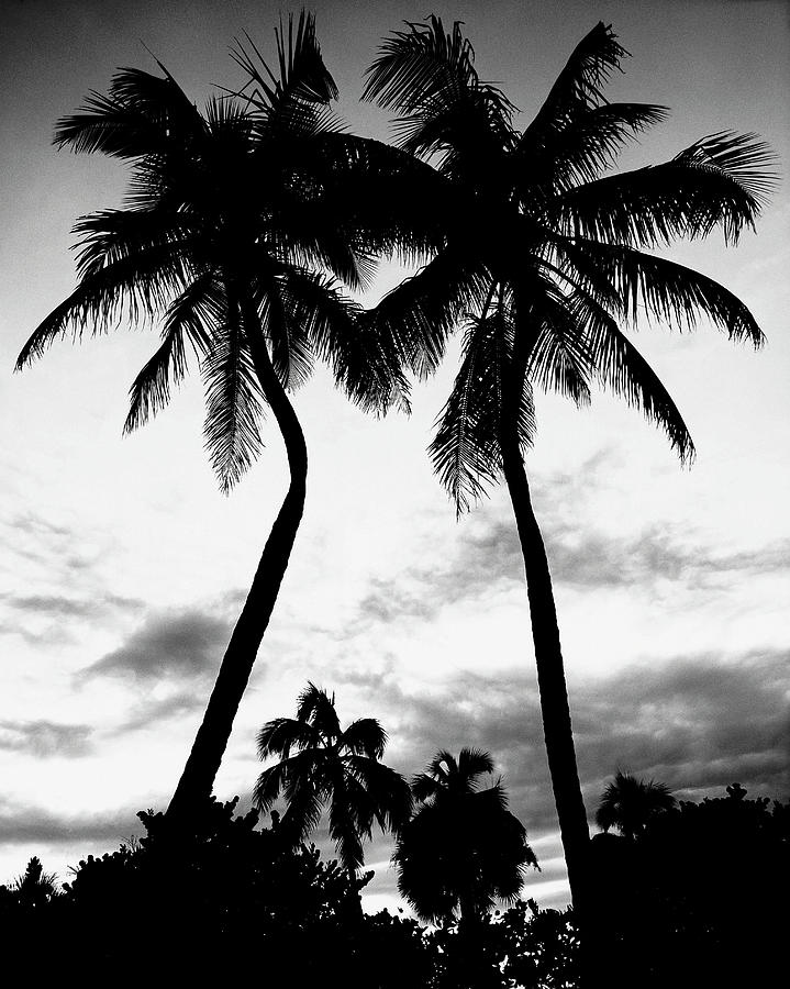 Palm Trees Photograph by Monte Nagler