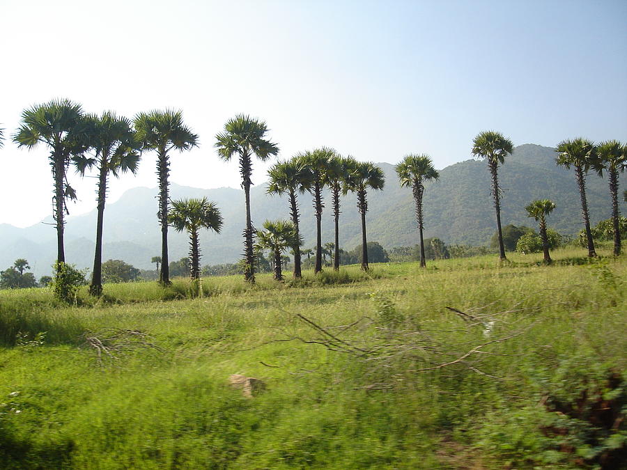 Palm Trees Of Palakkad, Kerala Photograph by Nisthar P