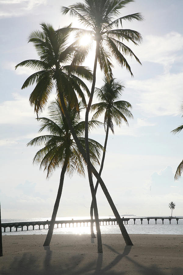 Palm Trees On A Beach Photograph by Win-initiative Palm Trees On A Beach Photograph by Win-initiative