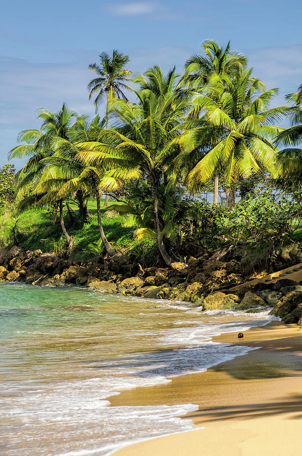 Palm Trees On A Caribbean Beach Photograph by Antonio M. Rosario