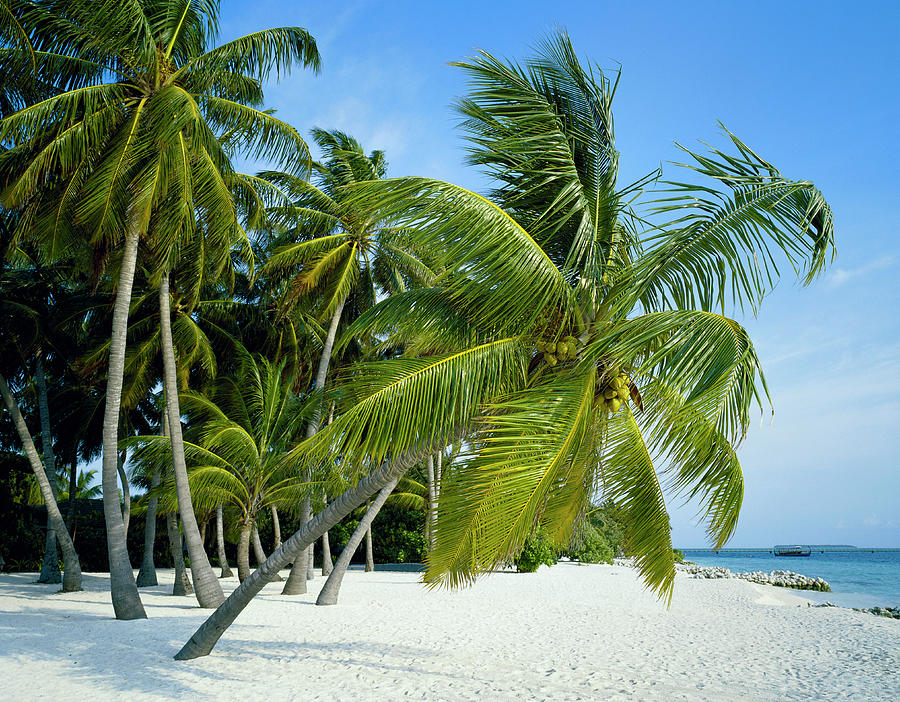 Palm Trees On Beach Photograph by Crocodile Images