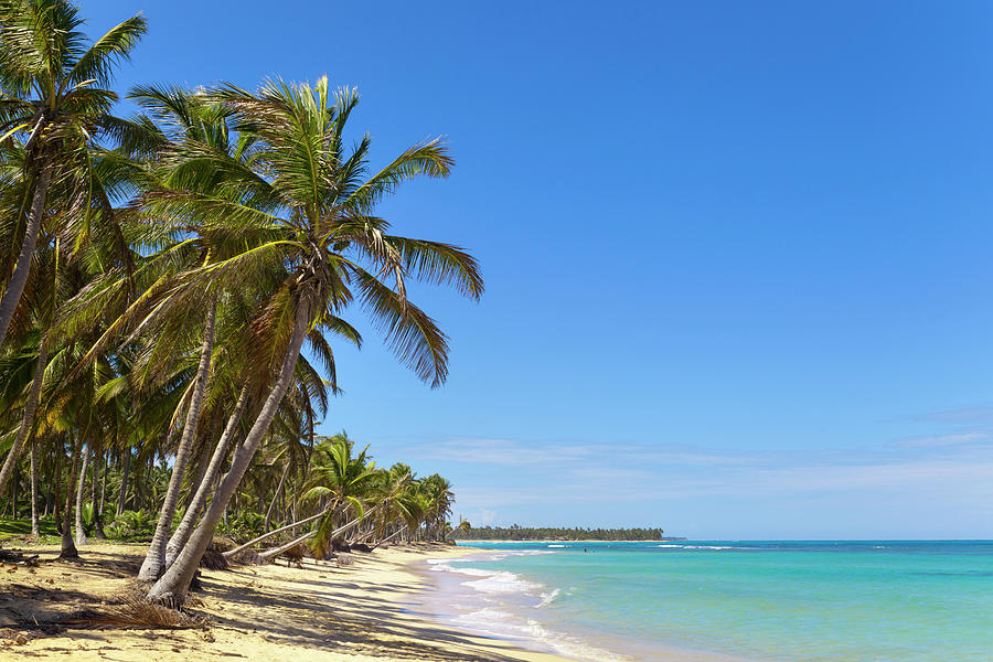 Palm Trees On Beach, Dominican Republic, The Caribbean Digital Art by ...