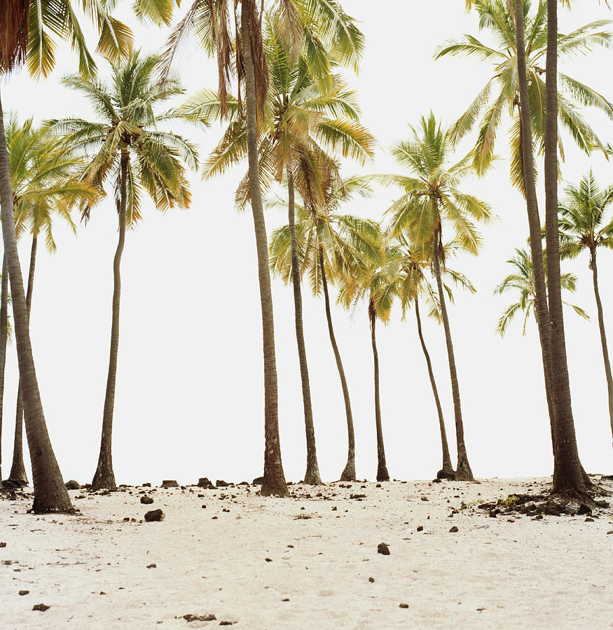 Palm Trees On Beach Photograph by Sean Justice