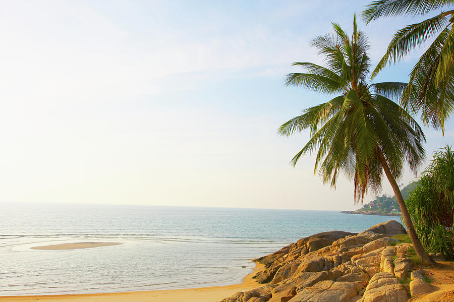 Palm Trees On Coastline by Shaun Egan