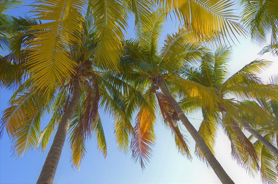 Palm Trees On The Beach Photograph