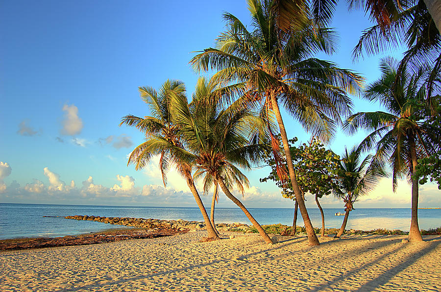Palm Trees On The Beach Photograph by Photo Taken By Crawford A. Wilson Iii