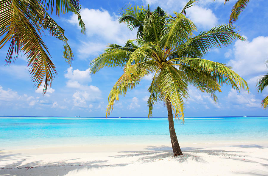 Palm Trees On The Tropical Beach Of Photograph by Skynesher
