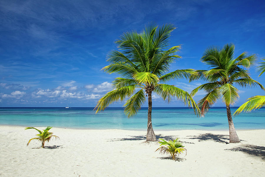 Palm Trees On Tropical Beach by Dstephens