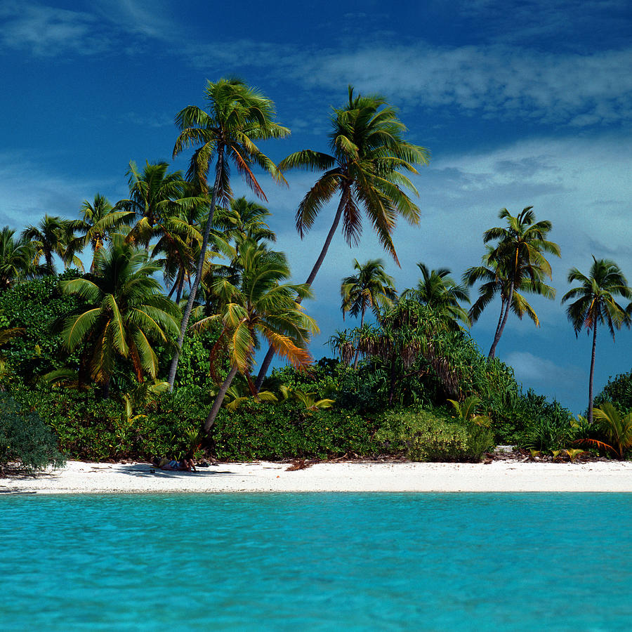 Palm Trees On Tropical Beach By John Foxx