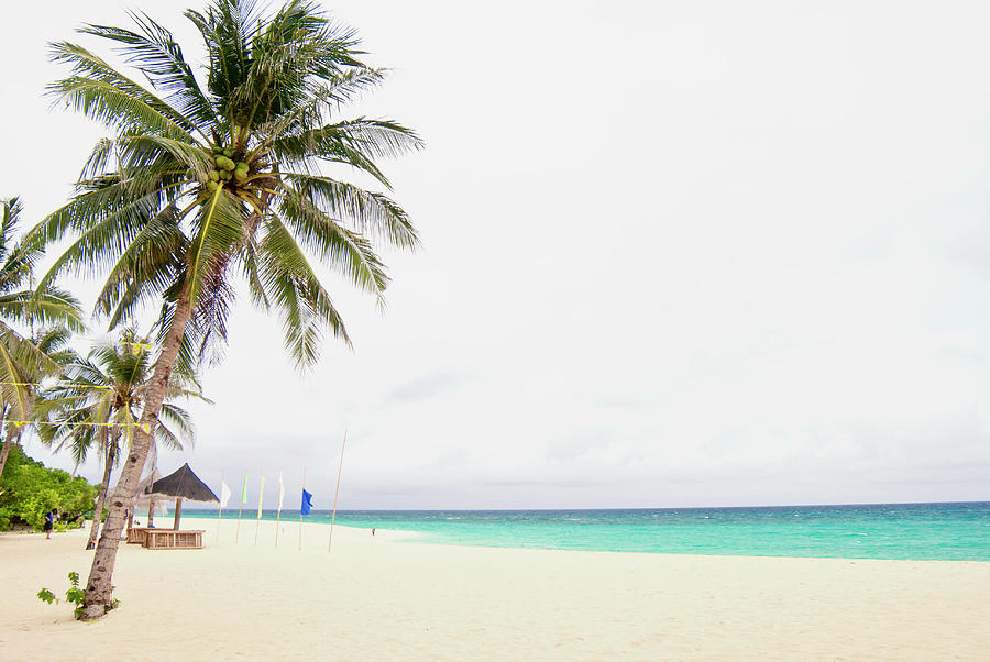 Palm Trees On White Sandy Beach Photograph by Lawren