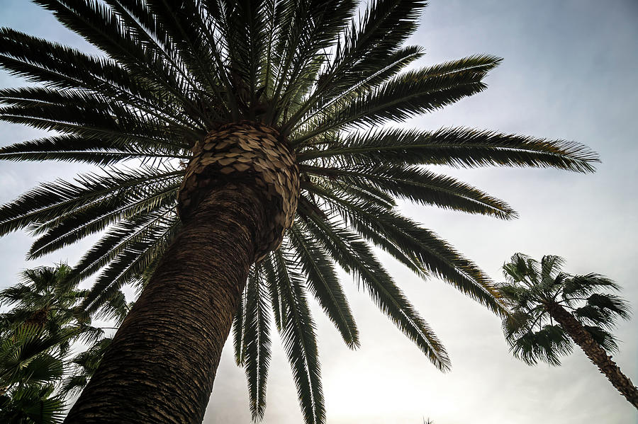 Palm Trees Over Las Vegas Strip Boulevard Photograph by Alex Grichenko