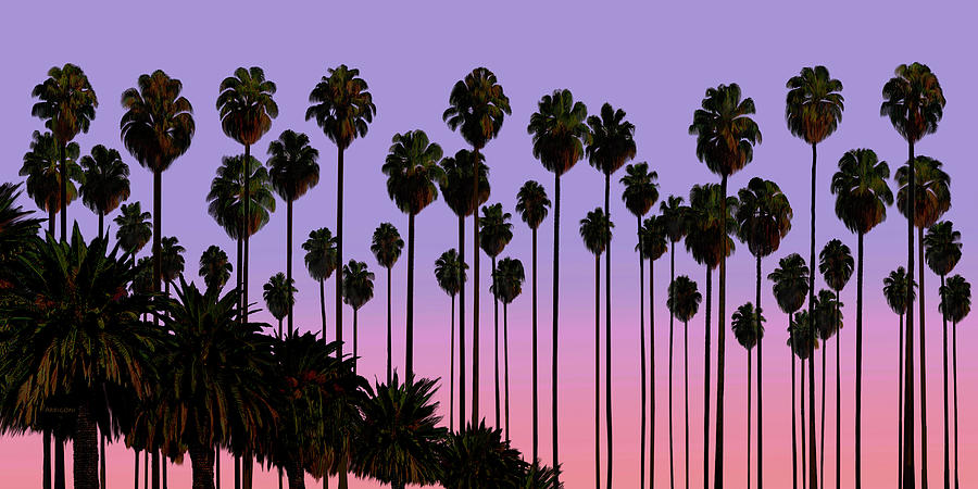 Palm Trees, Palm Haven, San Jose, California Painting by David Arrigoni