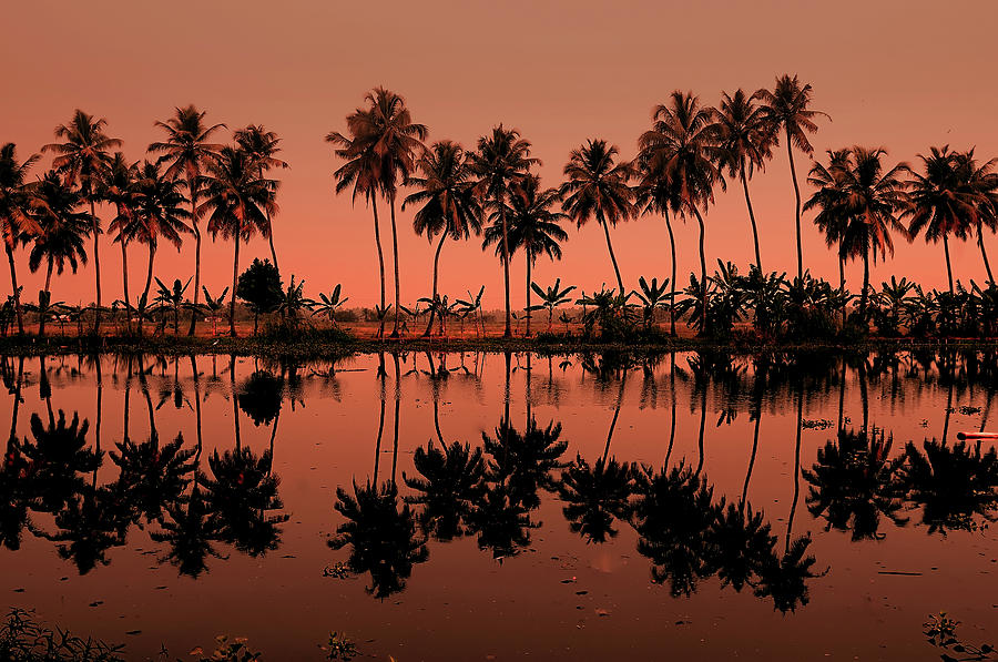 Palm Trees Reflection Photograph by © Arvind Balaraman