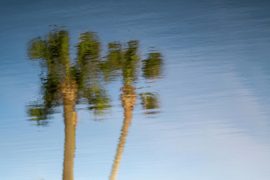 Palm Trees Reflection Photograph
