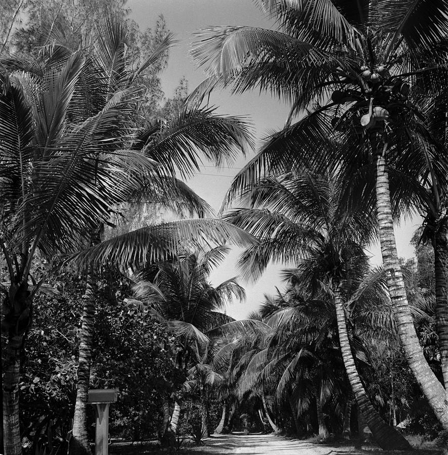 Palm Trees Photograph by Robert Natkin