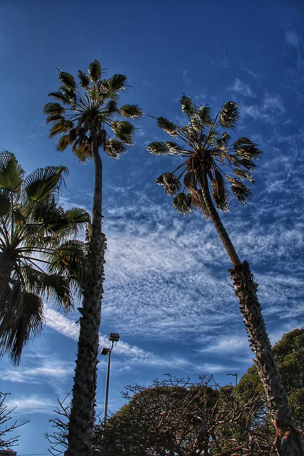 Palm Trees Photograph by Ross Kestin