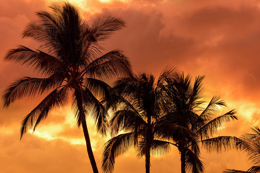 Palm Trees Silhouetted In An Orange Sky Photograph by Jenna Szerlag