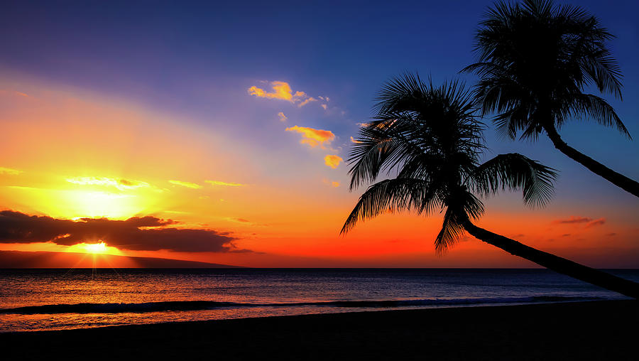 Nature Photograph - Palm Trees Sunset by Jonathan Ross