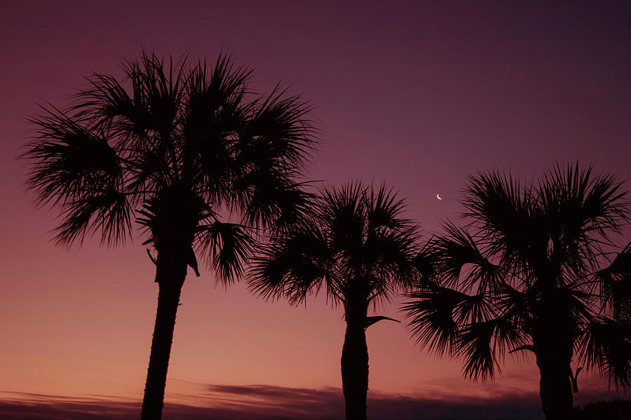 Palm Trees Sunset Photograph
