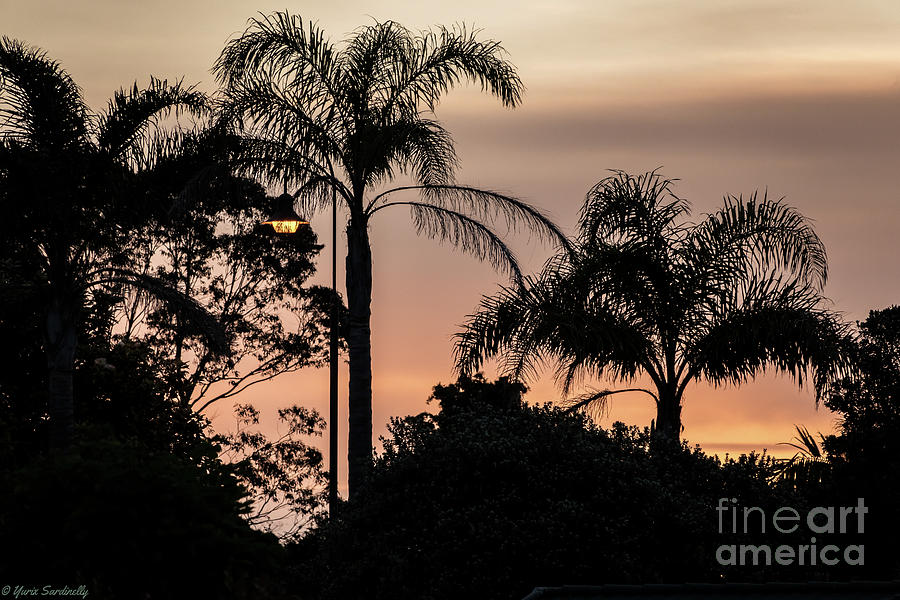 Palm Trees  Sunset Photograph by Yurix Sardinelly