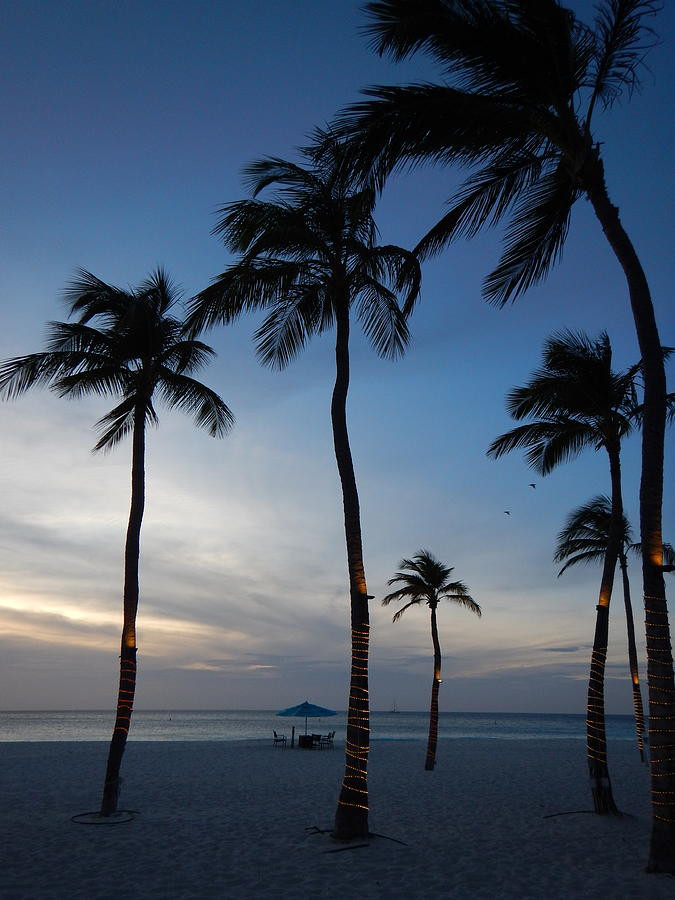Palm trees swaying in the breeze Photograph by Patricia Caron