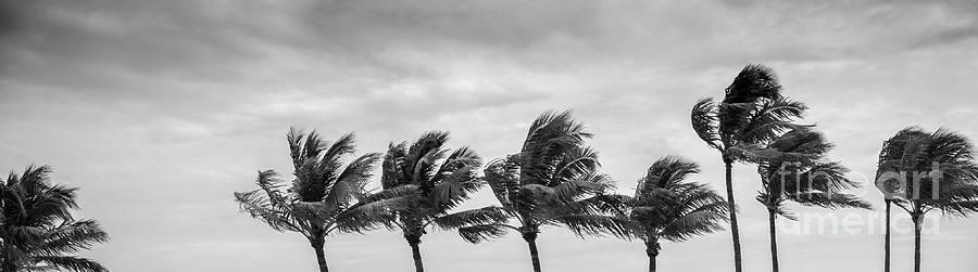 Palm Trees Photograph by Valerie Johnson - Fine Art America