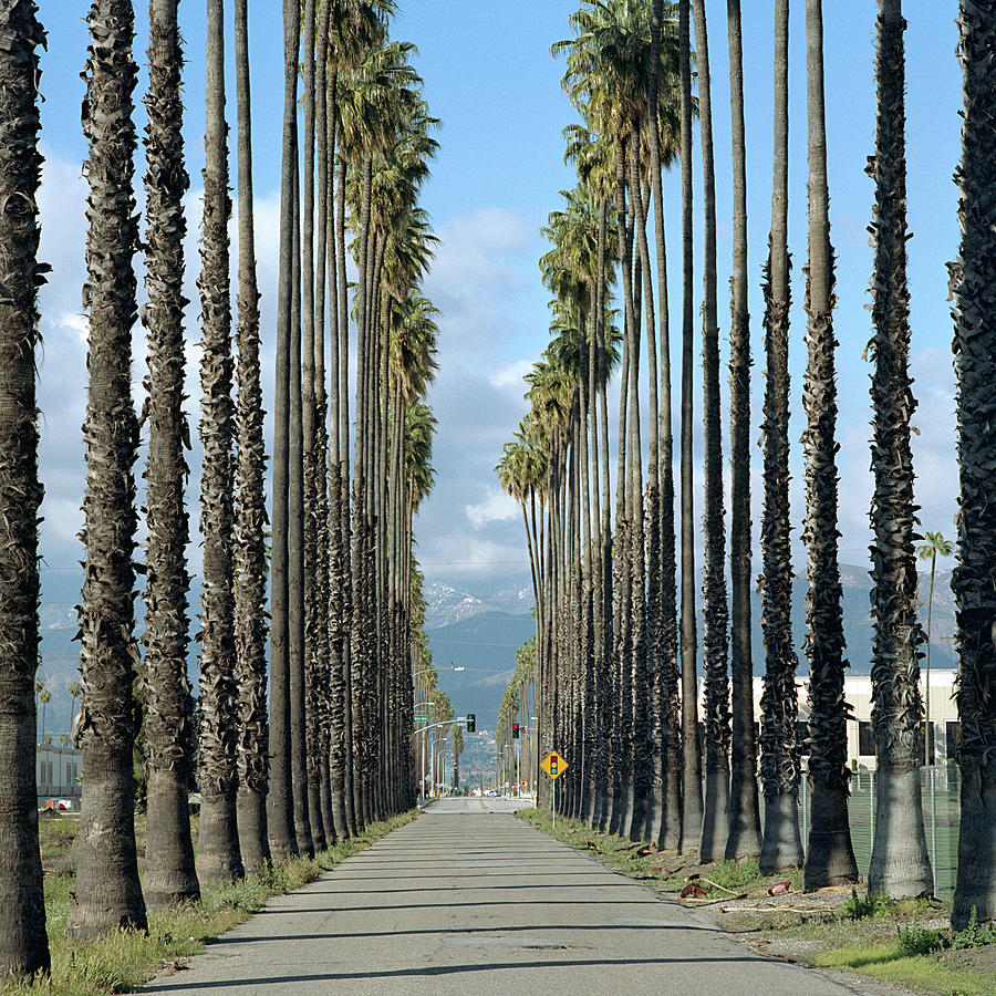 Palm Trees Vanishing Point Photograph by Eyetwist / Kevin Balluff