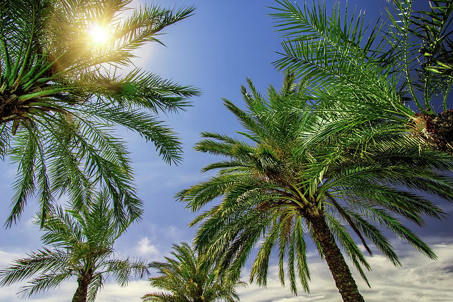 Palm Trees Photograph by Bill Chizek