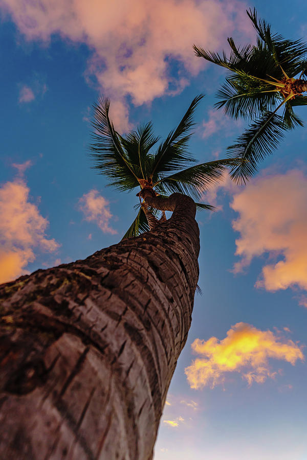 Palm Upward Photograph by John Bauer