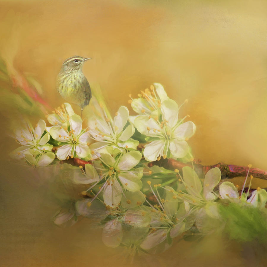 Palm Warbler Floral  Photograph by HH Photography of Florida