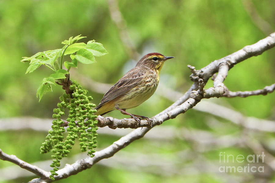 Palm Warbler in Meditation Photograph by Anita Oakley