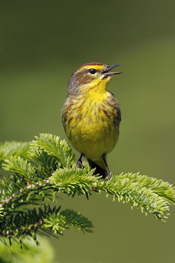 Palm Warbler Photograph by James Zipp - Fine Art America