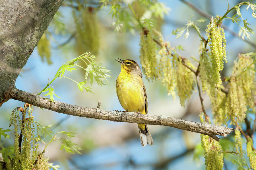 Palm Warbler Singing Photograph by Todd Henson