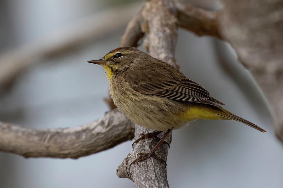 Palm Warbler by Thomas Kallmeyer Palm Warbler by Thomas Kallmeyer
