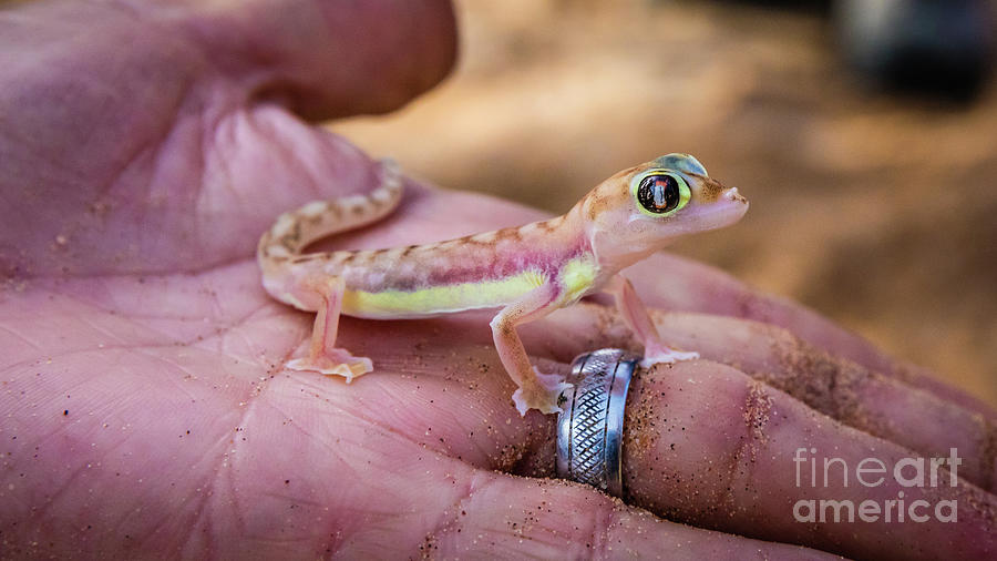 Palmato gecko, Namib Desert Photograph by Lyl Dil Creations