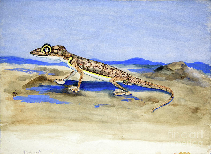 Palmatogecko Rangei Anderson, 1928 Painting by Joan Procter