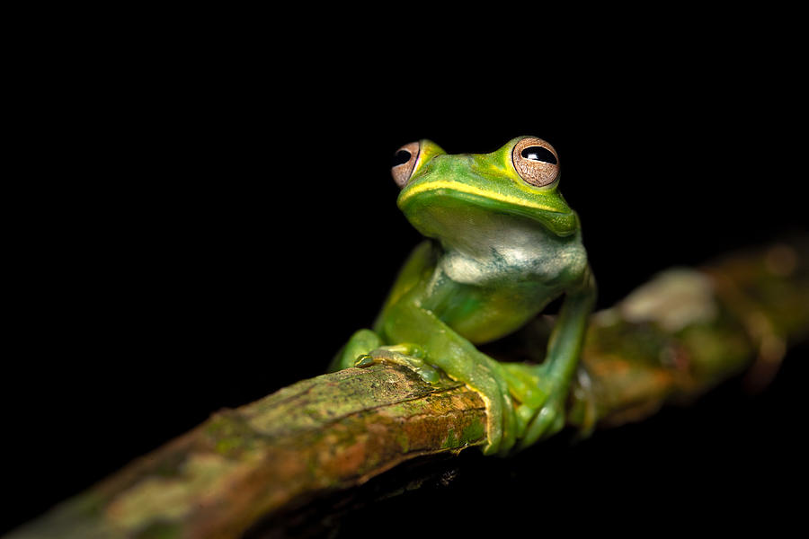 Frog Photograph - Palmer\s Tree Frog by Milan Zygmunt