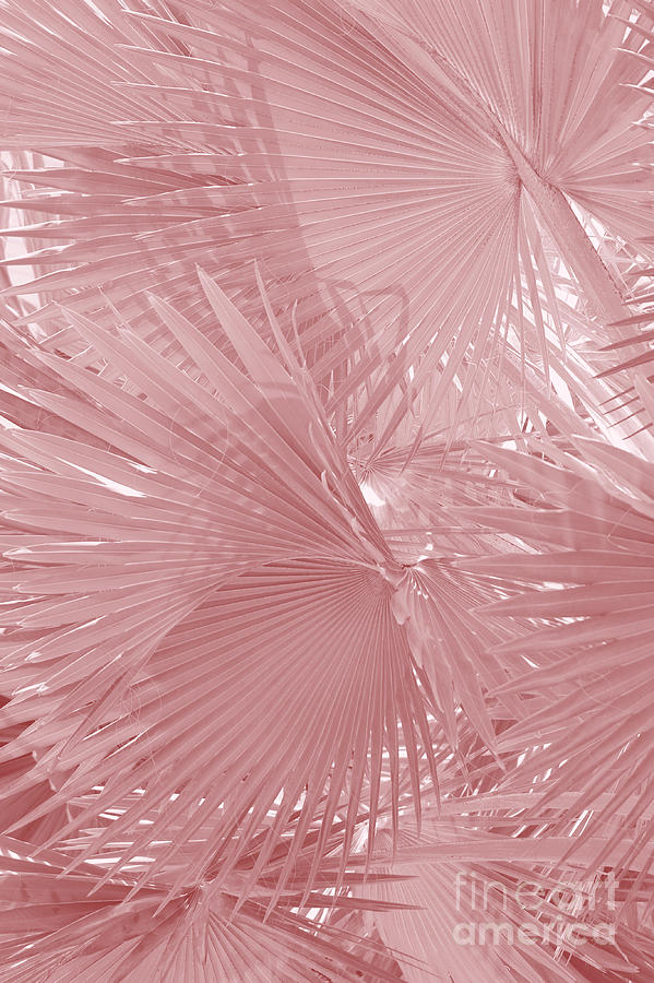 Palmetto Leaves in Pink Photograph by Carol Groenen