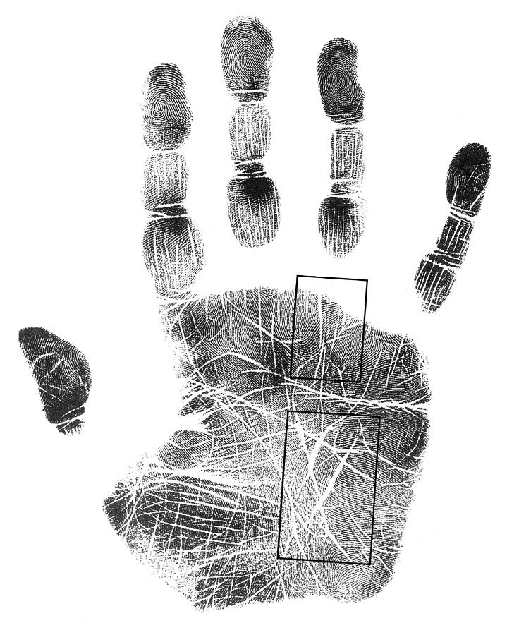 Palmistry, Apollo And Mercury Lines Photograph by Science Source