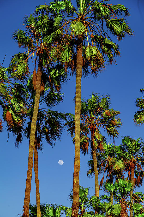 Palms and Moon Photograph by April Reppucci