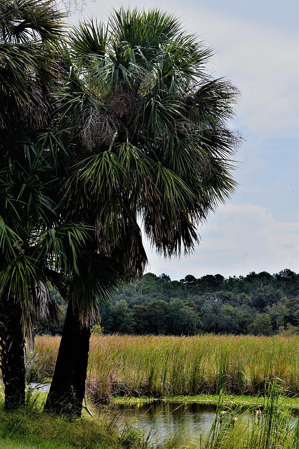 Palms and Wetlands Photograph by Warren Thompson