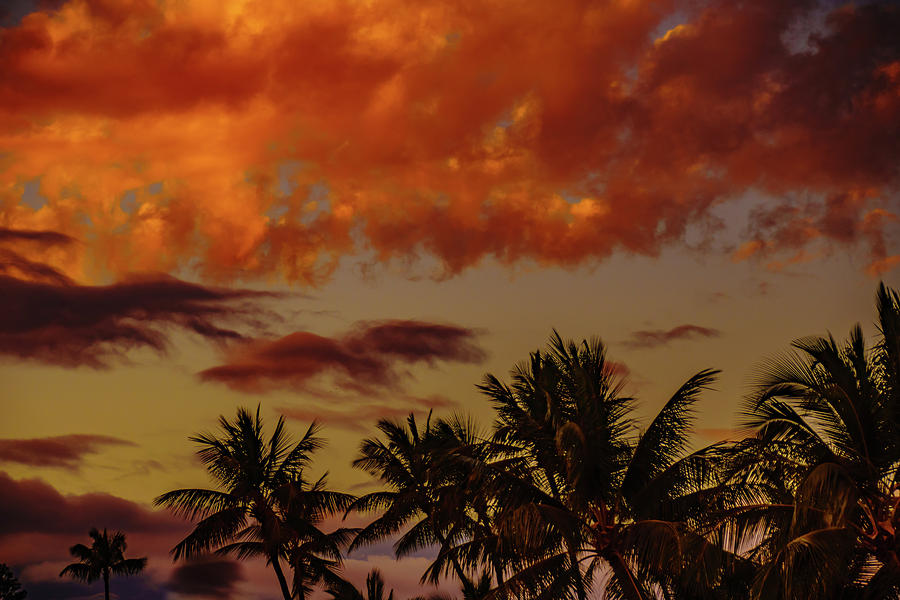 Palms below the Fire Clouds Photograph by John Bauer