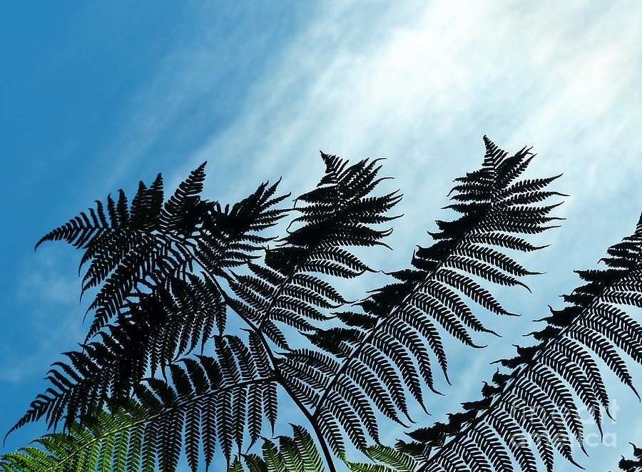 Palms Flying High Photograph by Rosanne Licciardi